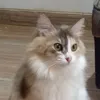 oiminci