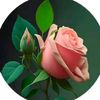 user4926758015172