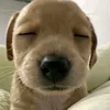 aiaiai_1207