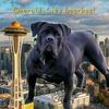 okoye_the_boerboel