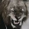 maliksohaib603