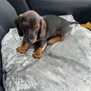 walterthesausagemam