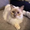 catmomofmango