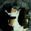 oreoandthetrio1