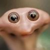 frogsaregreat