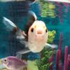 .fish_b0wl
