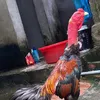 ga_don_c1_bninh99