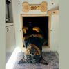 daisy_the_vanlife_rottie