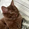 lottiemermaid