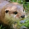 otter_scream