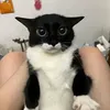 kaelli_s
