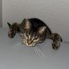tinnyty