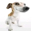 aedu_