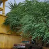 chawq29