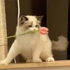 o_thewan