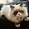 kittywampusth
