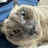 chuchacat100
