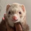 ferretdaddy43