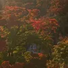 wwkjp_tme