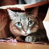 cat.inthebag
