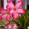 rafif_alfarizqi180620