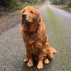 dodger.dog.13