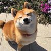 eggdogfrog