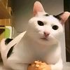 ahmad_fauzan_rezekian