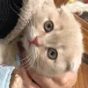 nyannko_222