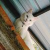 siimillykitty