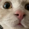 kotetu.nyanko