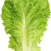 im_a_lettuce