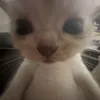 lavii_8