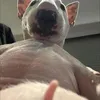 iamapoliceofficer8
