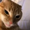 probablynotkiwi3