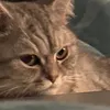 selinnw3