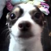 zaphkeii2