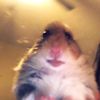 hamstersforlife60