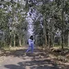 jamedsiputribungsu