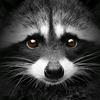 _raccoon_777