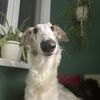 roseborzoi6