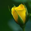 almalki_almalki2030
