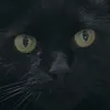 zozocatt