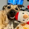 stephandkona