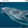 whaleboy828