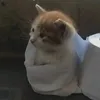chiinyu