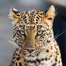cheetahtamer