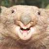 one_thousand_wombats