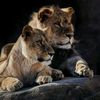 samuray_372