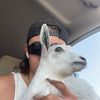 black_sheep42o